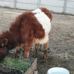 Paroda gulajyn 4 aylyk