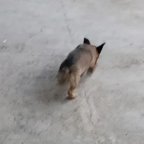 звонок девочка