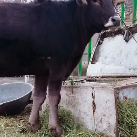 Tohum Şiwit tüwe sygyr