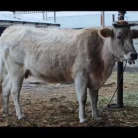 голели сыгыр