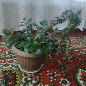 растения, цветы, guller