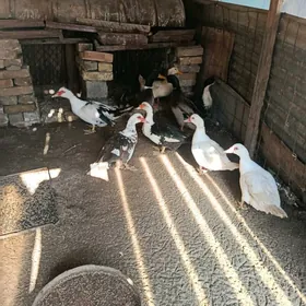 Sona yasyl bas ve Muskus.