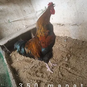 gigant we baýsok gatylan horaz