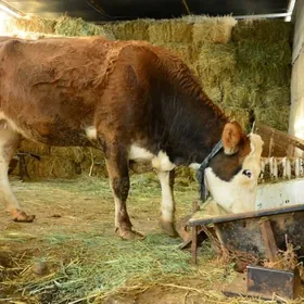 Simental sygyr kelek orginal