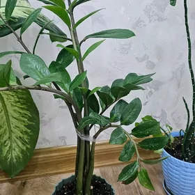 замик (dollar gül)