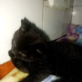 котята шотландские