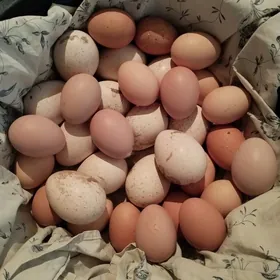 Induk индюк ýumurtga