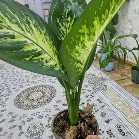 диффенбахия