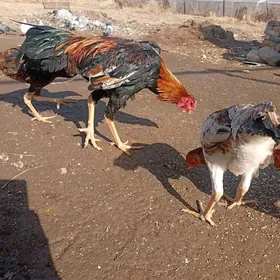 bayes juje gowuja jüjeler