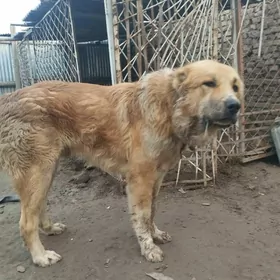 Алабай.Чопан ИТ.