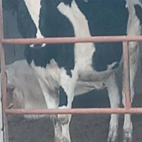 golişdeýin bogaz tüwe