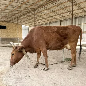 Богоз сыгыр