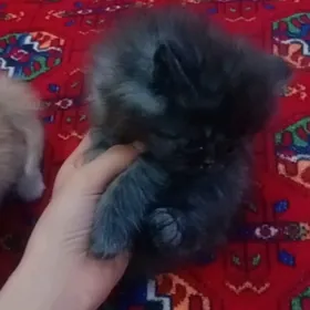 Персидский котята