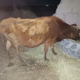 саглык сыгыр