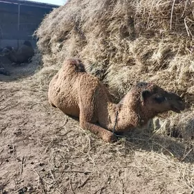 Богаз дуйелер