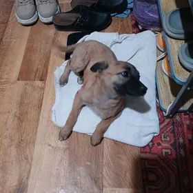 Щенок-звоночек