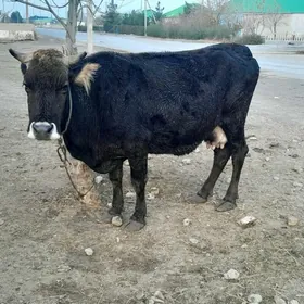 Tohum yuwas sagym sygyr