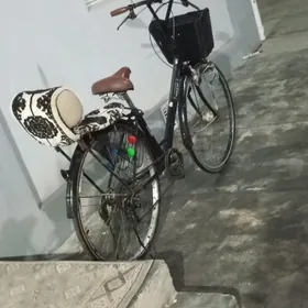 MOTİF 27-LİK TİGİR