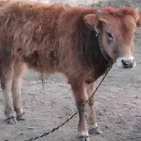 OKÛZ ŠWES TOHIM YERL