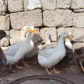 Ördek Indutga gus induk towuk