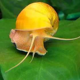 улитка ulitka Ампулярия