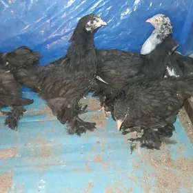 brama myramyr jùyje