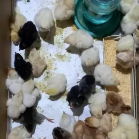 Jüje Loman braun Цепленок Лома