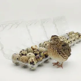 Bedene yumurtga | яйца перепел