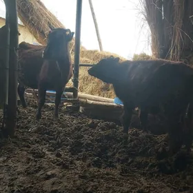 Хожекли сыгыр