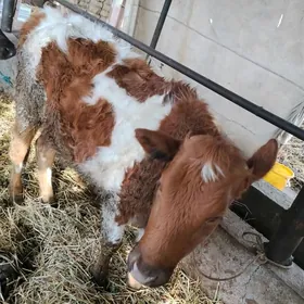 Tatar smental unajyn