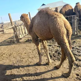 еркек торум