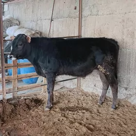 Arassa Şiwet Öküz