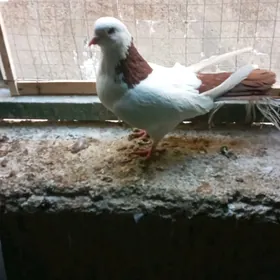 Кепдери голуби.