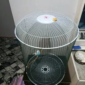 popugay,kletka,клетка,попугай