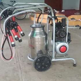 SÙDT  SAGŸAN   APRAT