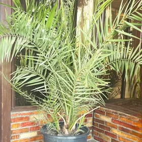 Дерево-Финик/Finik.