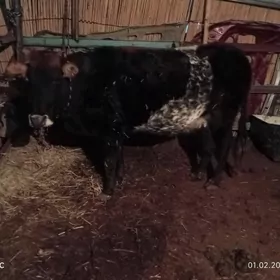 gara ala bogaz sygyr