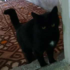 Satlyk Gapgara pişik