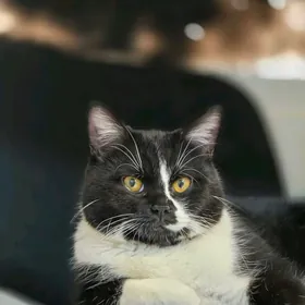 persidskiy erkek pishik