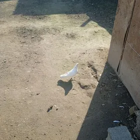 kepderi голуби