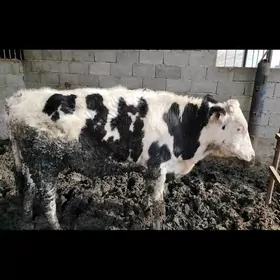 Kanatka höwür öküz