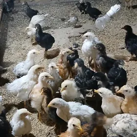 Товук жуйже 2 айлык