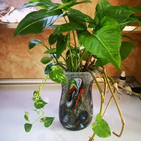 Сингониум отростки