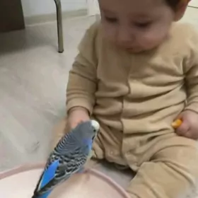 попугай волныстих