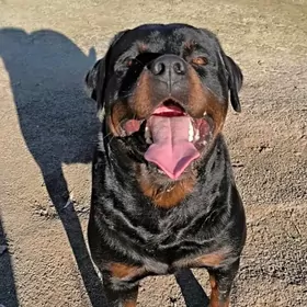 rottweiler