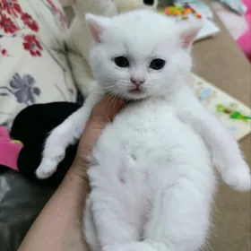 шотланский катята