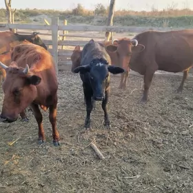 mal bakmana çopan gerek