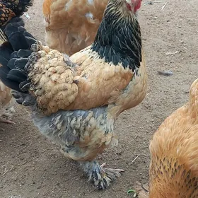 ariginal pÿalivi brama