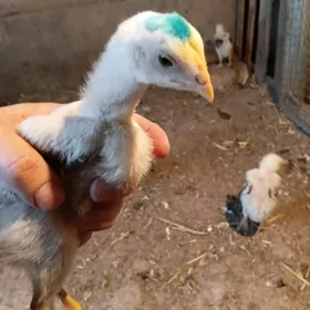 juje baysow horaz Maki