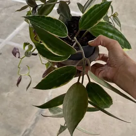 хоя маккорфилла